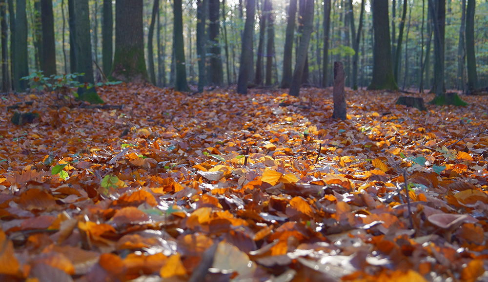 leaves